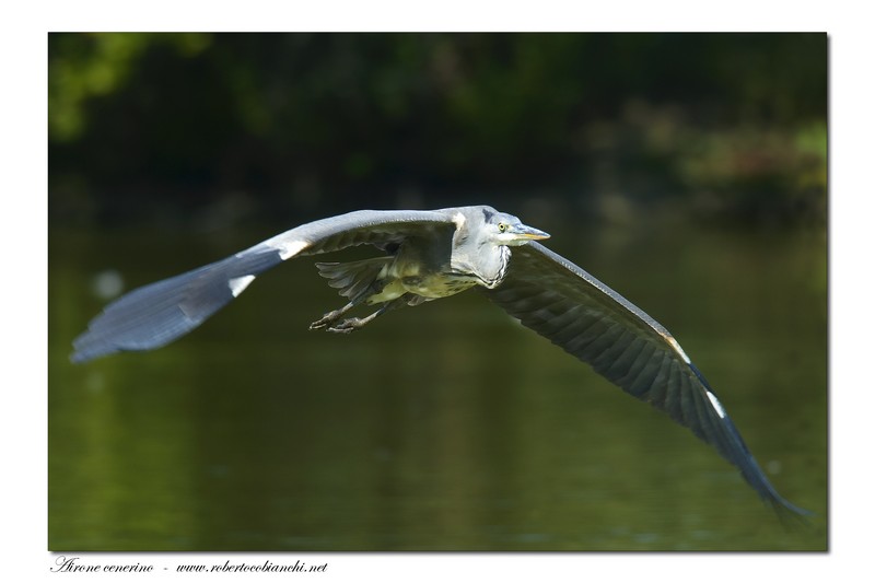 Airone cenerino - Ardea cinerea